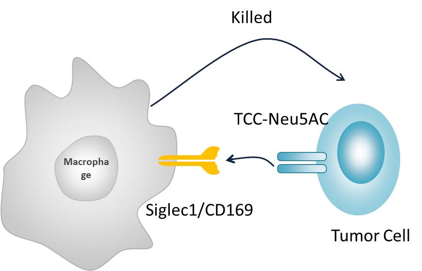 巨噬細胞如何更好的發揮抗癌斗士的功效