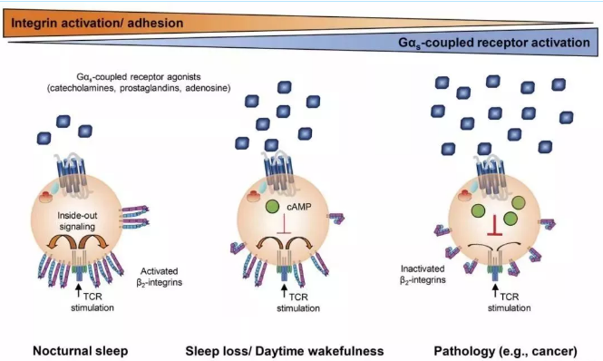 睡眠不足，你的免疫細胞可能先撐不住了！