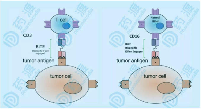 腫瘤免疫療法的新突破——NK細胞