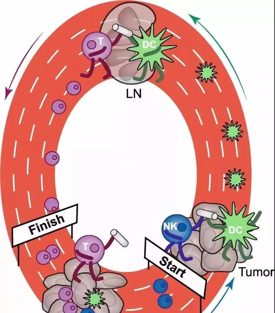 NK細胞：強大的抗癌前鋒！